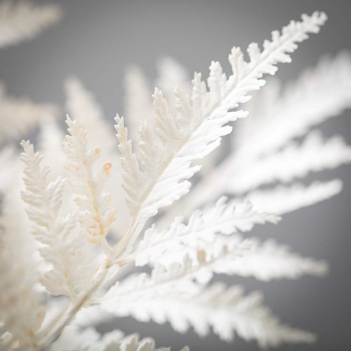 Creamy Boston Fern Bush