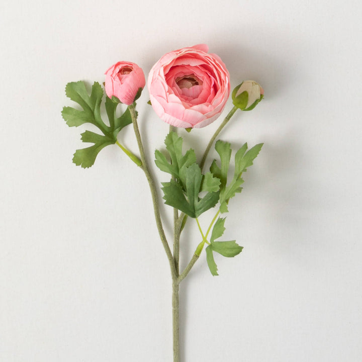 Ranunculus, Two Colors Available