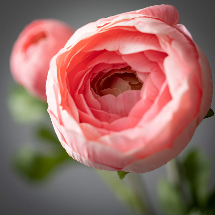 Ranunculus, Two Colors Available