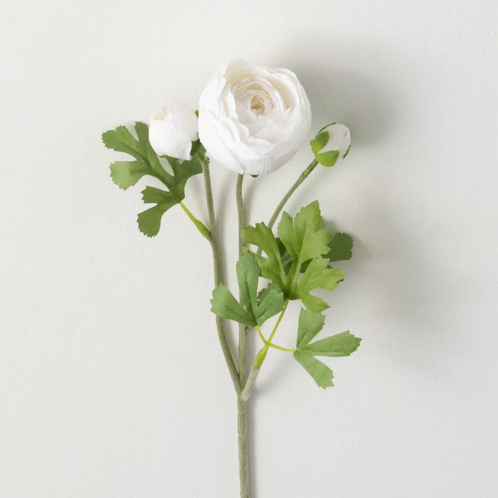 Ranunculus, Two Colors Available