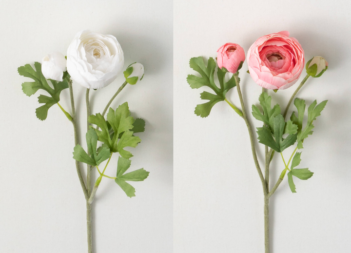 Ranunculus, Two Colors Available