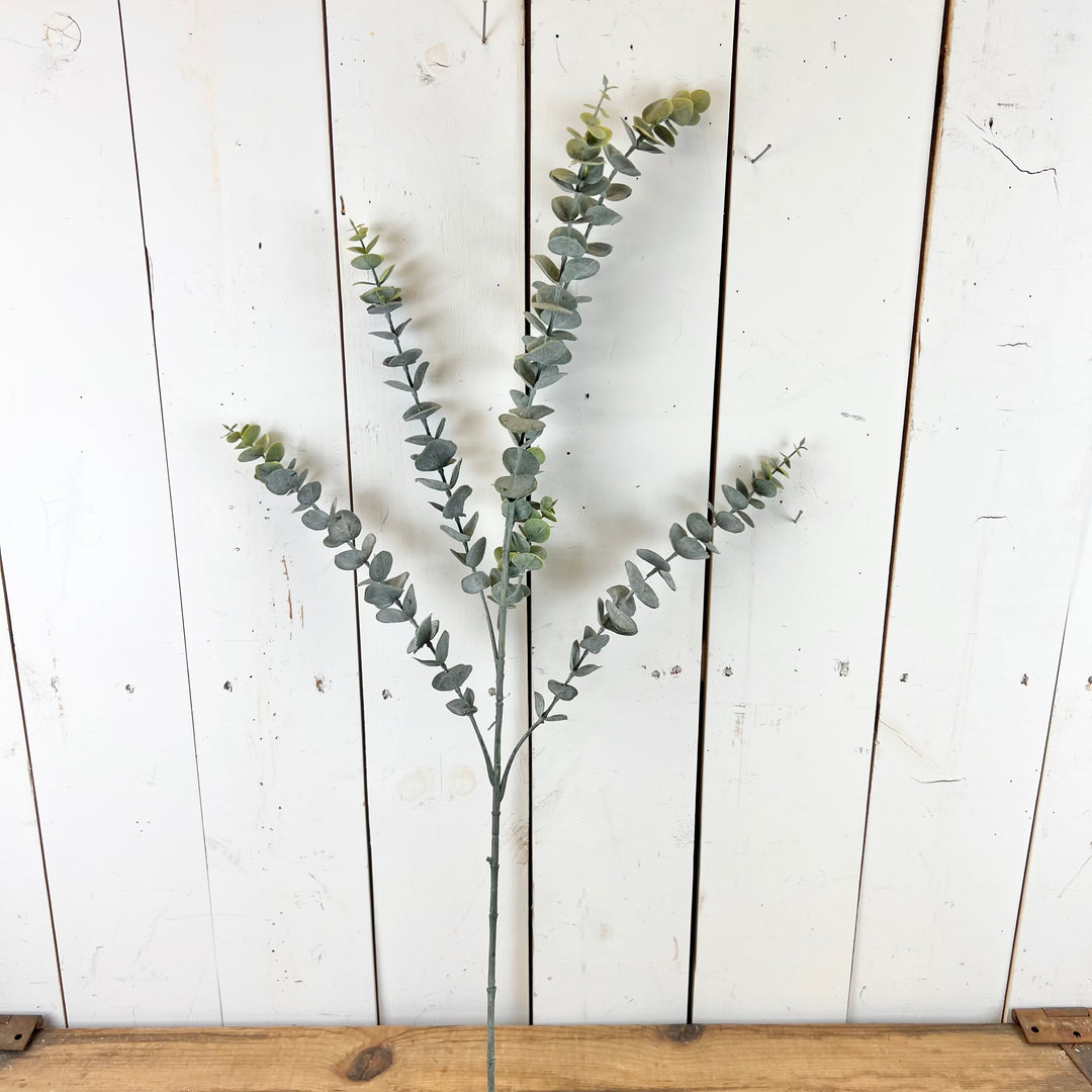 Tall Eucalyptus Stem