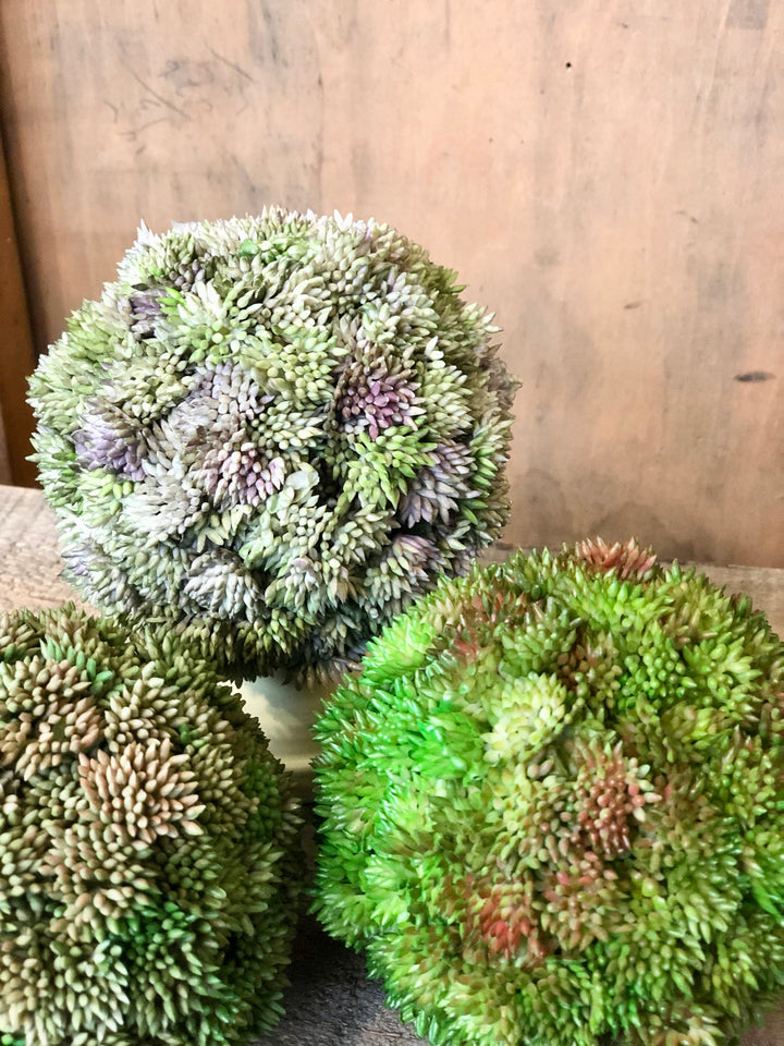 Succulent Orb