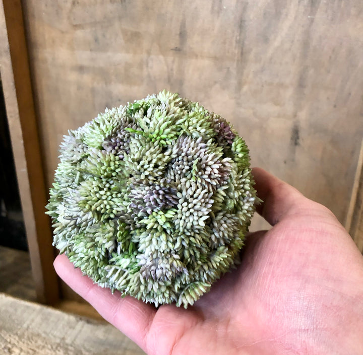 Succulent Orb