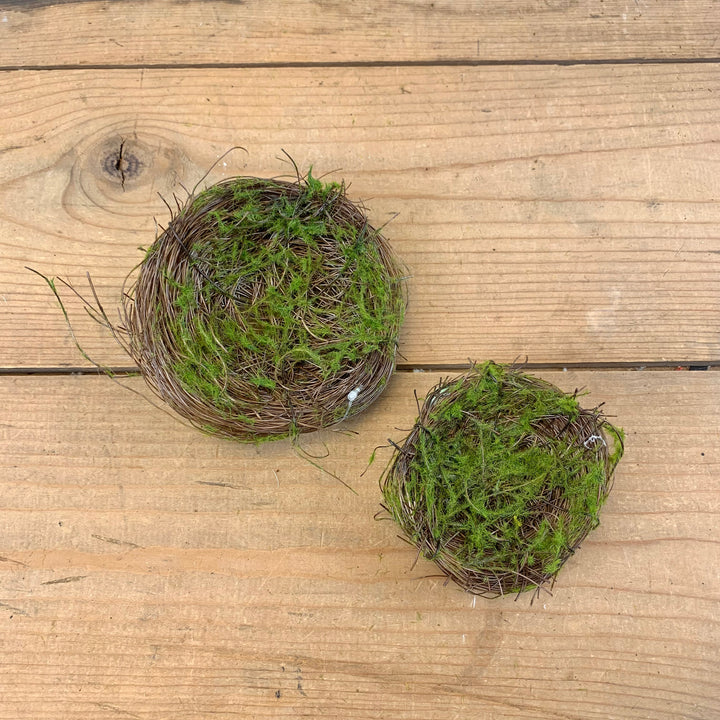 Bird Nests